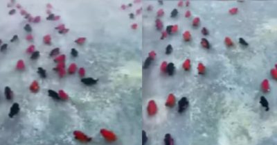 Video: Đàn cá nhiều màu vất vả bơi trong bể vì quá béo