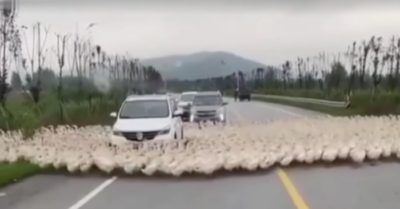 Video: Xe ô tô mắc kẹt vì bị đàn vịt bao vây