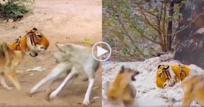 Video: Chú chó đeo mặt nạ hổ đi hù khiến đồng loại ‘sang chấn tâm lý’