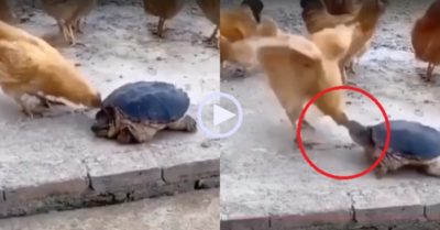 Video: Gà liên tục mổ rùa để rồi nhận kết cục đau đớn
