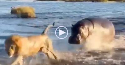 Video: Hà mã rượt đuổi ba con sư tử đang bơi sông