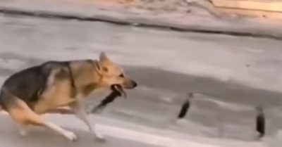 Video: Chú chó chạy bằng hai chân ‘kiểu lạ’ trên đường