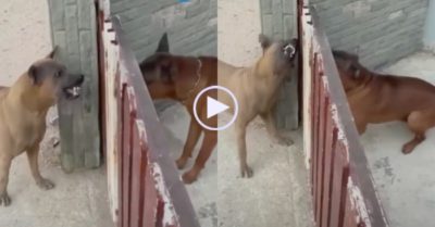 Video: Hai chú chó ‘đấu võ mồm’ khi cổng sắt đóng