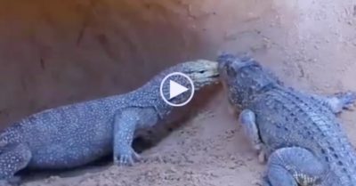 Video: Cá sấu bò lên bờ rồi chui vào hàng tấn công kỳ đà