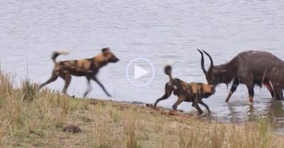 Video: Trốn bầy chó hoang, linh dương tội nghiệp rơi vào hàm cá sấu