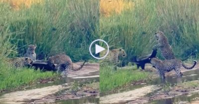 Video: Lửng mật một mình đấu với 3 con báo hoa mai