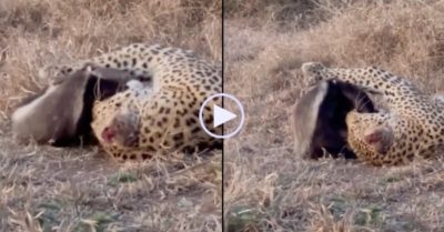 Video: Cuộc chiến không cân sức giữa lửng mật và báo hoa mai