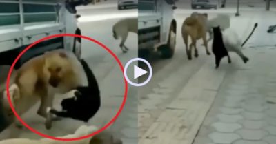Video: Bị bầy chó bao vây tứ phía, mèo đen lao đến ‘tung cước’ từng đối thủ