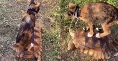 Video: Mèo được rùa chở đi ‘ngao du’ ngắm cảnh