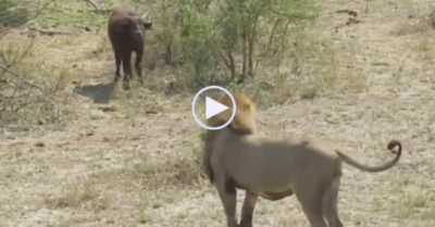 Video: Nghé con cả gan đối đầu với sư tử