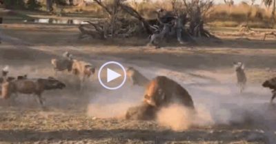 Video: Sư tử mẹ liều mình tử chiến bầy chó hoang, tạo cơ hội cho con non thoát thân