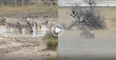 Video: Phục kích tài tình, bầy sư tử tóm gọn 2 con ngựa vằn