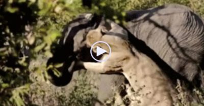 Video: Sư tử cái ngông cuồng tấn công voi rừng, cuối cùng nhận kết cục đau đớn