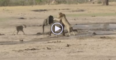Video: Voi con cố gắng chống trả sư tử đực để đợi voi mẹ đến giải cứu