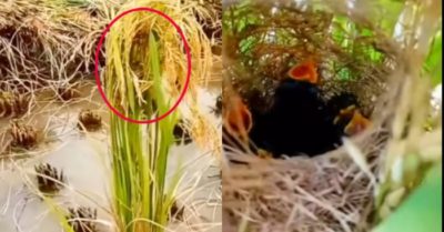 Video: Hành động ấm áp của nông dân khi thấy chim làm tổ giữa ruộng lúa