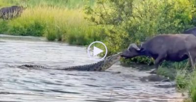 Video: Trâu rừng lôi cá sấu lên bờ khi bị ngoạm trúng mõm