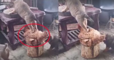 Video: Gà làm bệ đỡ giúp cún ăn vụng thức ăn trên thớt
