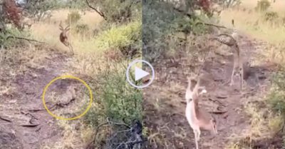 Video: Báo hoa mai ‘bay’ lên không trung bắt linh dương