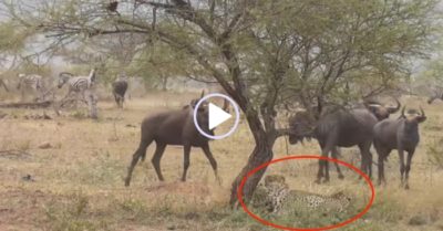 Video: Linh dương đầu bò rủ đồng loại đến ra oai bầy báo săn và cái kết