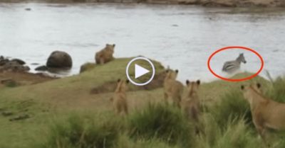 Video: Bị bầy sư tử phục kích bên sông, ngựa vằn nhanh trí ‘bẻ lái’ rẽ nước tẩu thoát