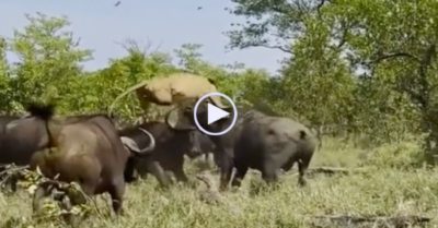 Video: Sư tử đực bị bầy trâu rừng vây quanh rồi húc văng lên không trung