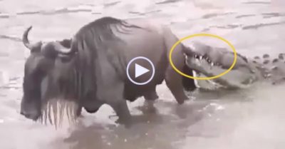 Video: Cá sấu cắn đứt đuôi linh dương đầu bò và màn thoát chết bất ngờ