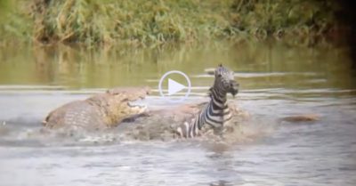Video: Bị ngoạm chân, ngựa vằn quay sang cắn trả cá sấu để thoát thân
