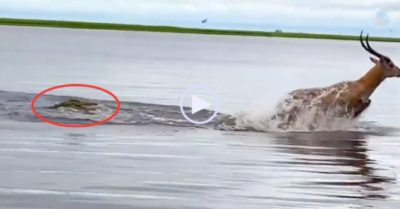 Video: Linh dương bị cá sấu đuổi cắn trên sông và màn thoát chết ngoạn mục