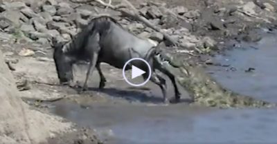 Video: Linh dương đầu bò bị cá sấu ngoạm trúng khi đang di chuyển qua sông