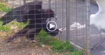 Video: Chỉ vì miếng ăn, cò bị đại bàng dùng chân túm mỏ