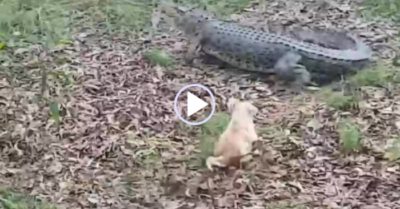 Video: Cá sấu tháo chạy xuống nước khi bị cún con đuổi