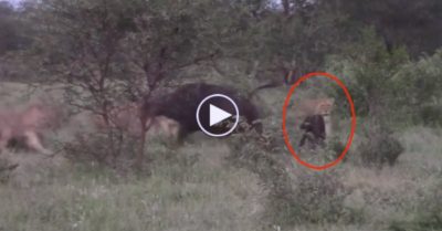 Video: Trâu mẹ một mình đánh đuổi cả bầy sư tử đói để bảo vệ con non
