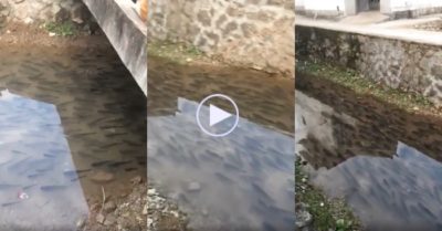 Video: Hàng trăm con cá bất động trong mương nước