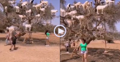 Video: Bầy dê đứng trên cây như chim, nhiều du khách thích thú chụp ảnh