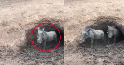 Video: Bầy lợn rừng nối đuôi nhau chui ra khỏi hang