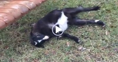 Video: Dê nằm ăn vạ sau khi ngã từ trên xích đu xuống đất