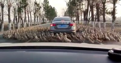Video: Hàng trăm con vịt đi vòng tròn quanh chiếc xe ôtô
