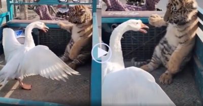 Video: Hổ con khiếp vía khi bị ngỗng bắt nạt