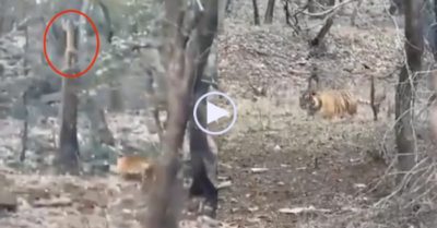 Video: Bị hổ dữ truy đuổi, báo hoa mai nhanh trí leo lên cây cao lánh nạn