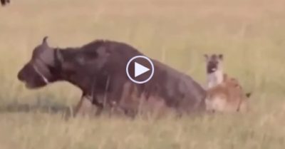 Video: Hai con linh cẩu háu đói cùng nhau hạ gục trâu rừng