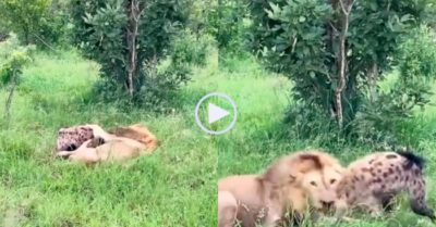 Video: Bị sư tử ngoạm chặt ở cổ, linh cẩu vẫn có màn ‘lật kèo’ ngoạn mục