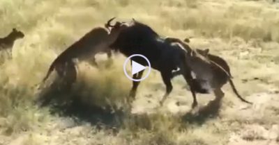 Video: Linh dương đầu bò gồng mình chống trả lại 8 con sư tử