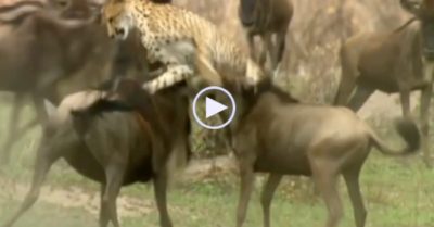 Video: Linh dương mẹ lao tới dùng cặp sừng húc bay báo săn để cứu con của mình