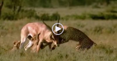 Video: Bị dồn vào đường cùng, linh dương húc thủng bụng báo săn