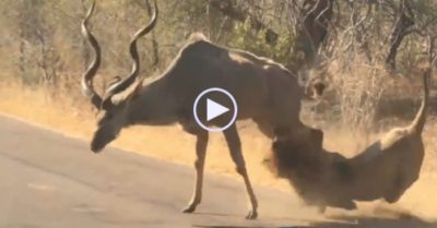 Video: Sư tử bị linh dương đạp cho ‘bò lê bò càng’ vẫn quyết bám trụ để hạ gục