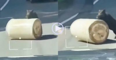 Video: Lợn rừng dọn đường giúp xe cộ dễ dàng di chuyển