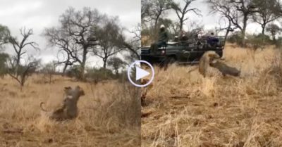 Video: Lợn rừng sắp trở thành bữa ăn của báo hoa mai thì linh cẩu xuất hiện