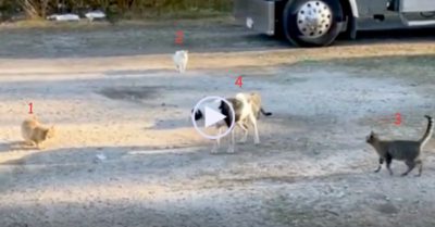 Video: Chú chó tháo chạy khi bị bầy mèo quây