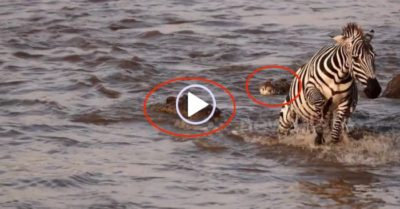 Video: Ngựa vằn qua sông bị cá sấu ngoạm chân và màn giành giật sự sống đầy kịch tính