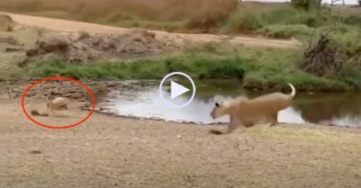Video: Linh dương đảo chân như Messi, biến sư tử thành trò cười